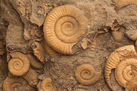 pictures of fossils in rocks